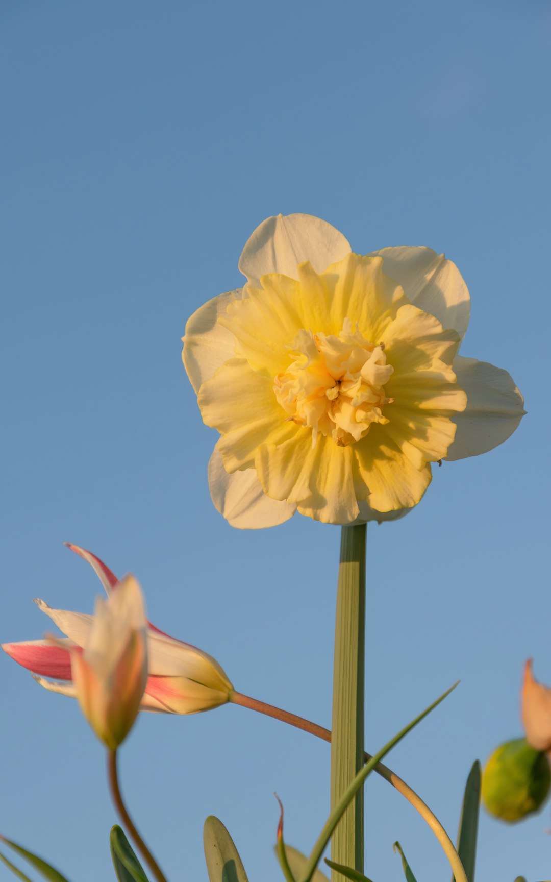 yellow flower under blue sky during daytime