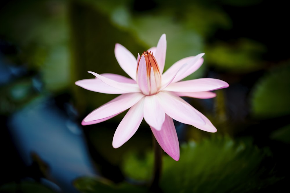 pink and white flower in tilt shift lens