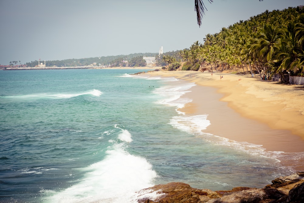 green trees on brown sand beach during daytime