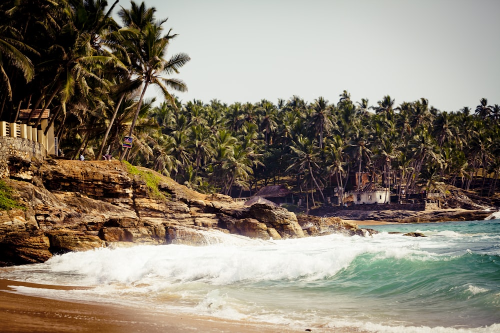 green palm trees near body of water during daytime