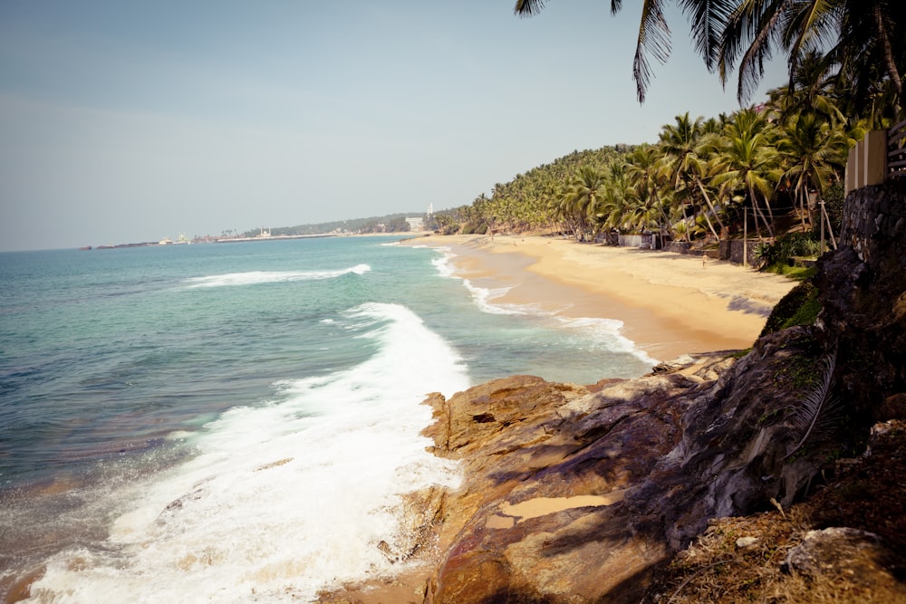 green palm tree on seashore during daytime