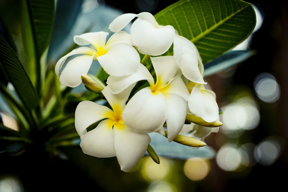 Flor blanca y amarilla en lente macro