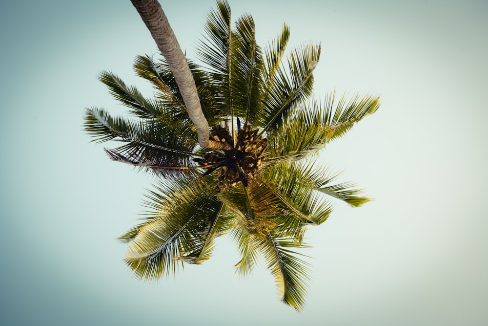 green palm tree under blue sky during daytime