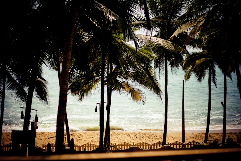 palm tree on beach shore during daytime