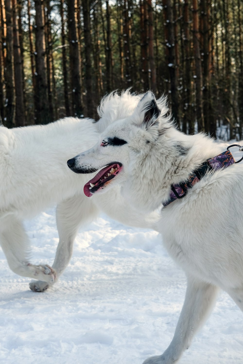 white wolf on snow covered ground during daytime