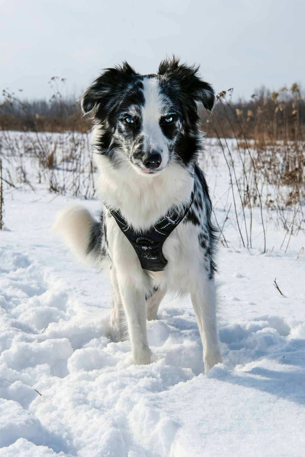 black and white border collie on snow covered ground during daytime