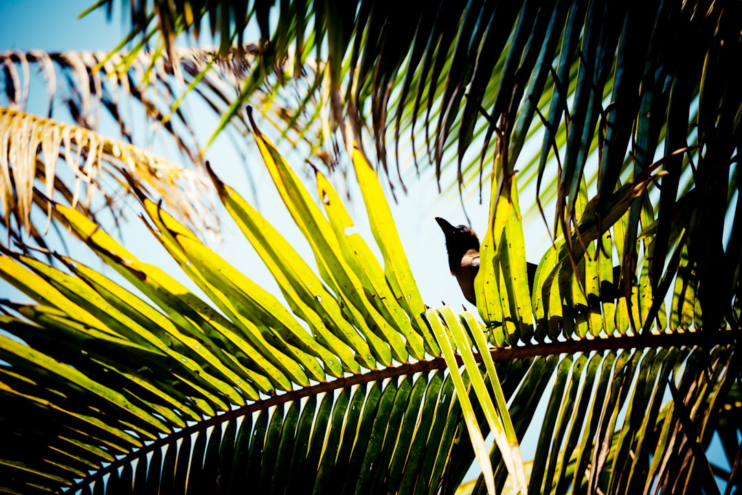 black bird on green tree