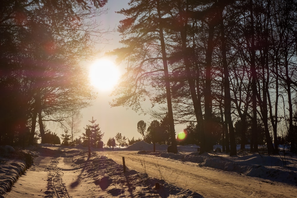 trees near road during daytime