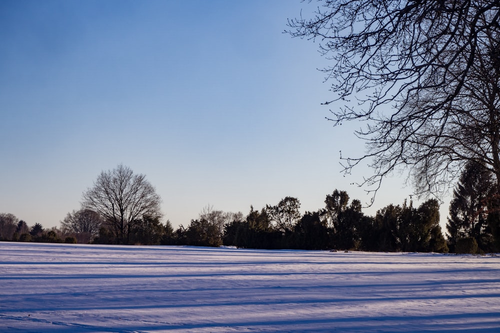 leafless trees on snow covered ground during daytime