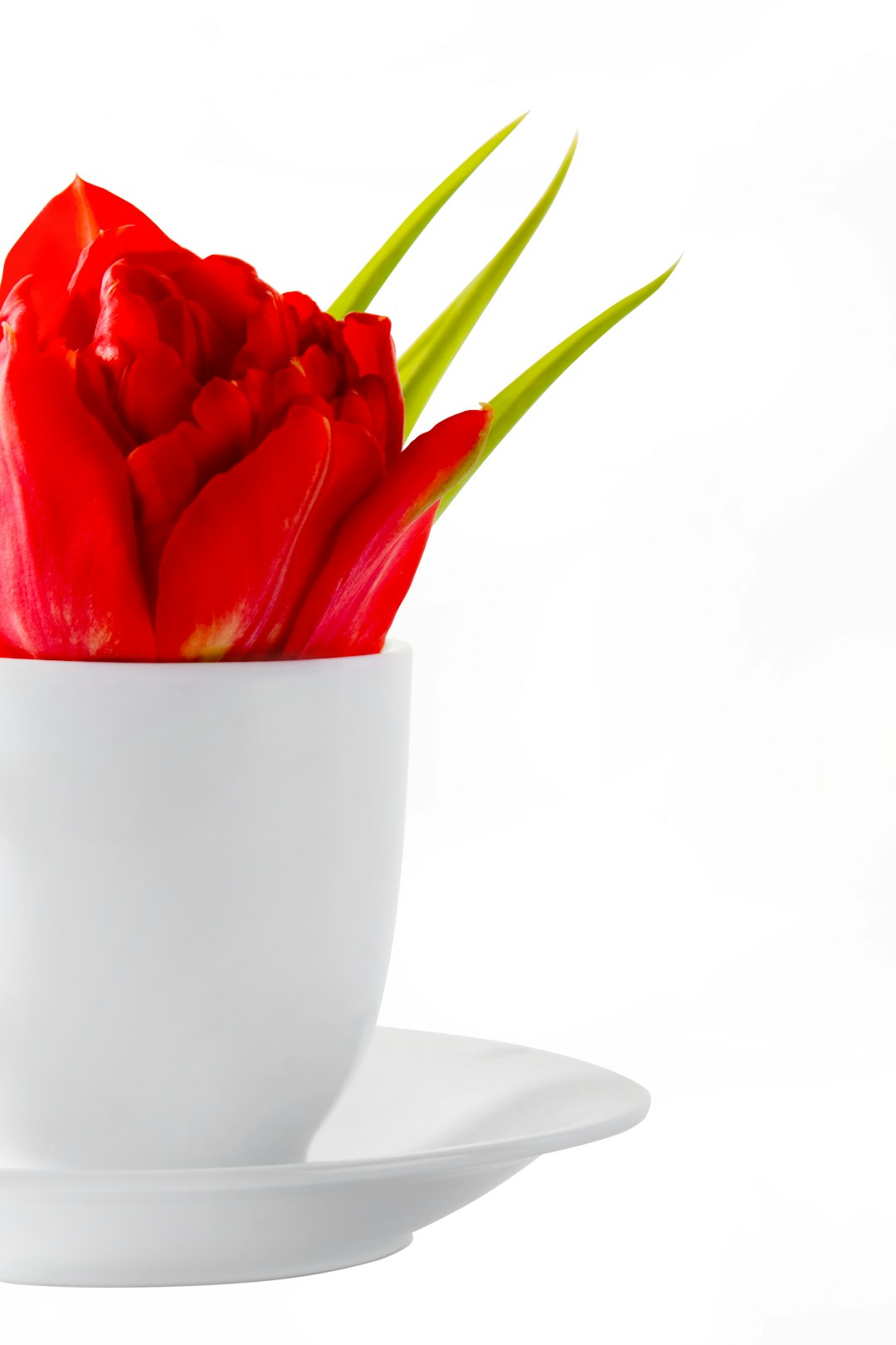 red tulips in white ceramic bowl