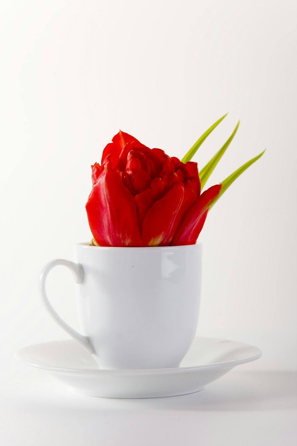 rosa roja sobre taza de cerámica blanca