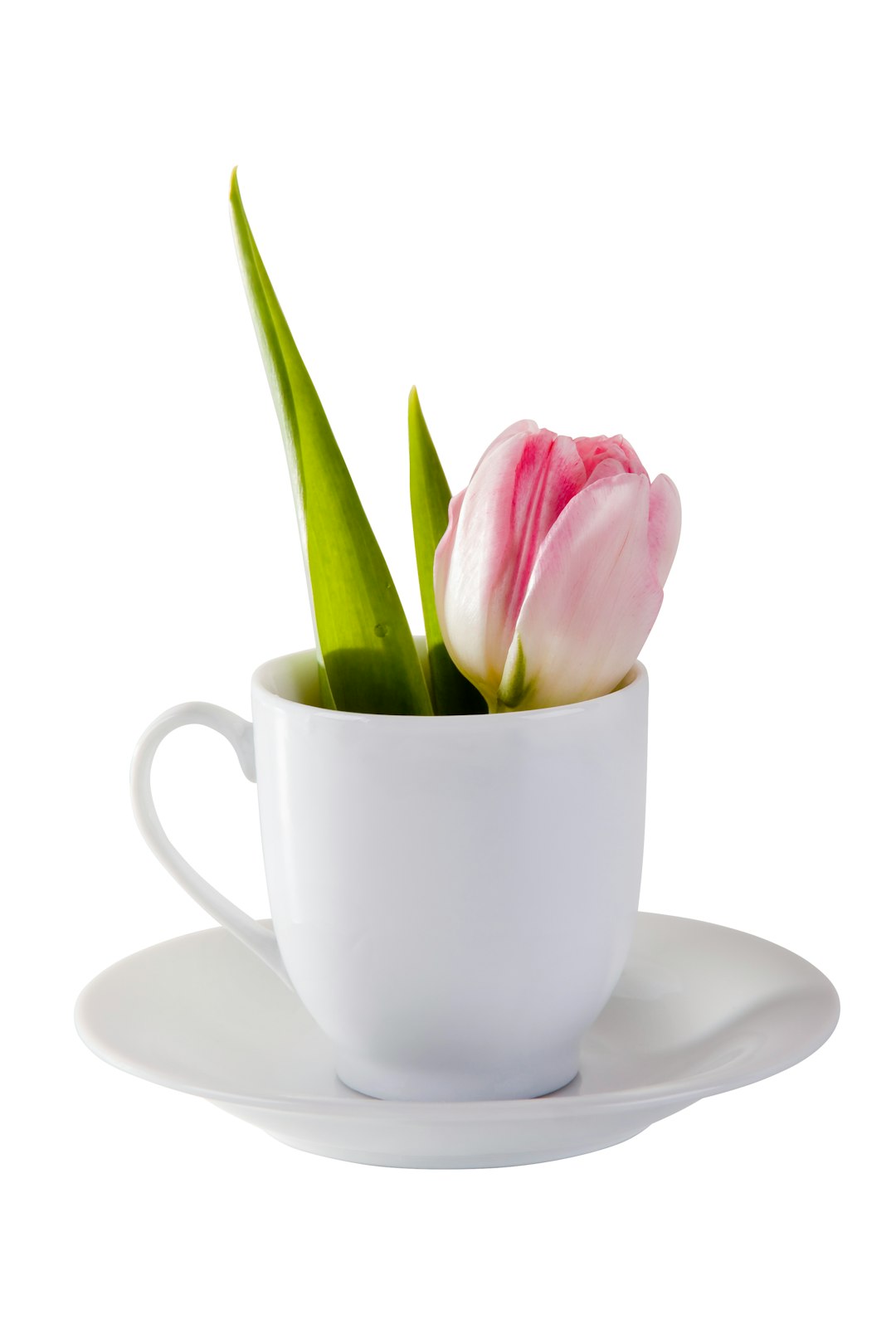 pink and white tulips in white ceramic teacup