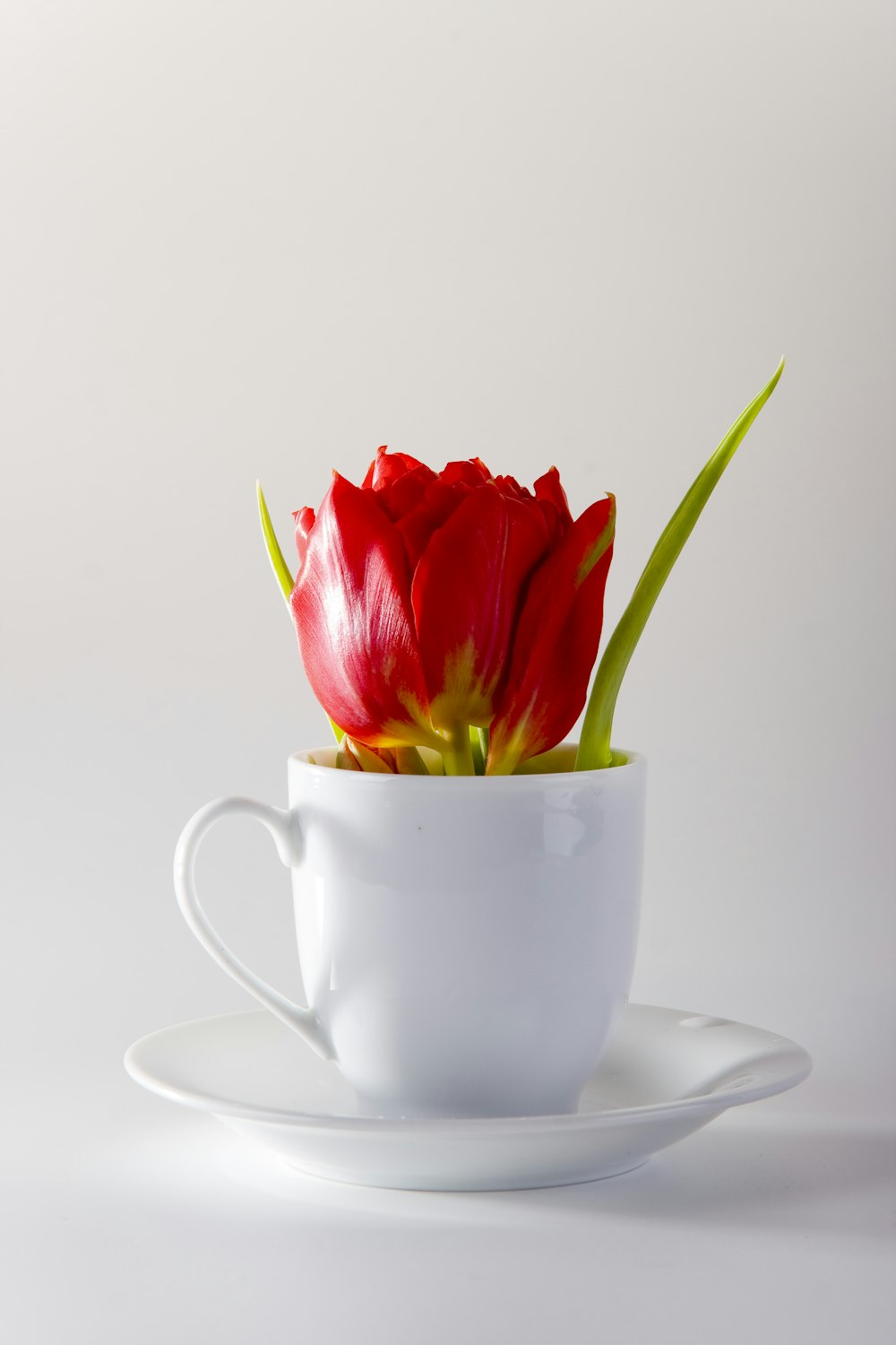 red rose on white ceramic teacup