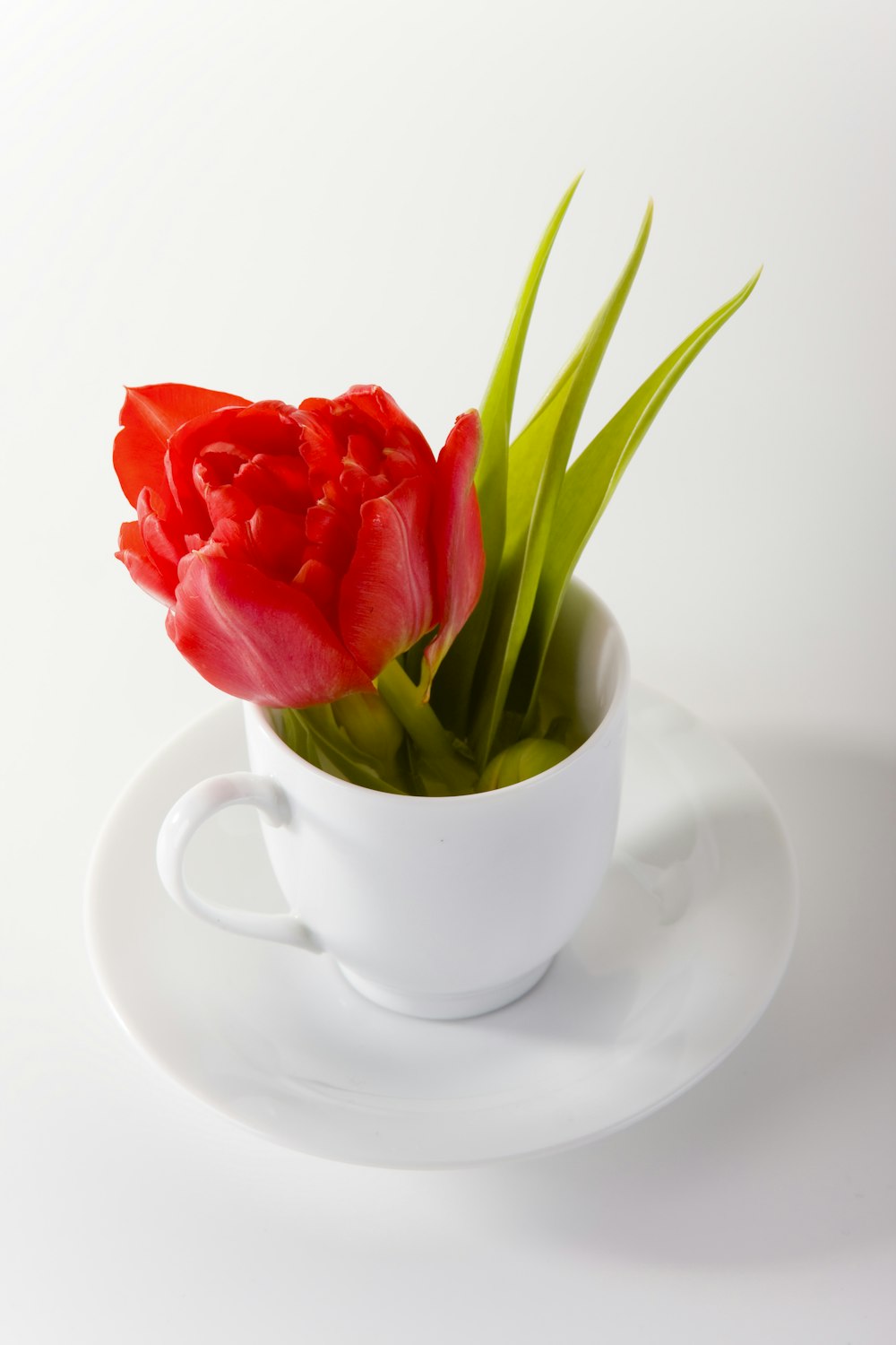 rosa roja en taza de té de cerámica blanca en platillo