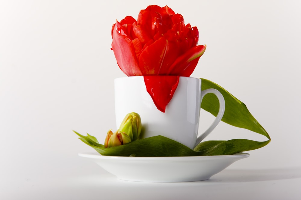 Rose rouge sur tasse en céramique blanche