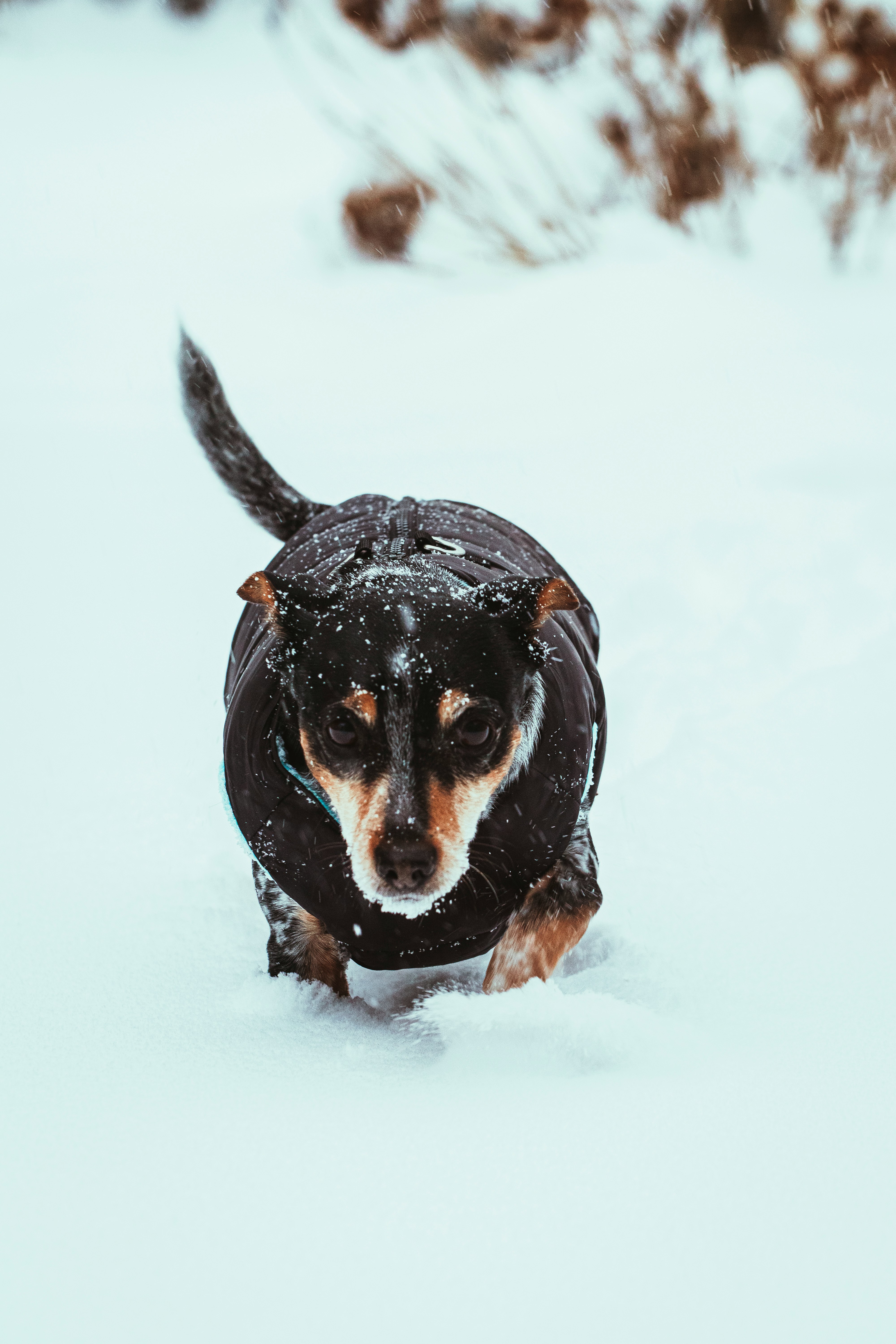 black and brown short coated dog on snow covered ground during daytime