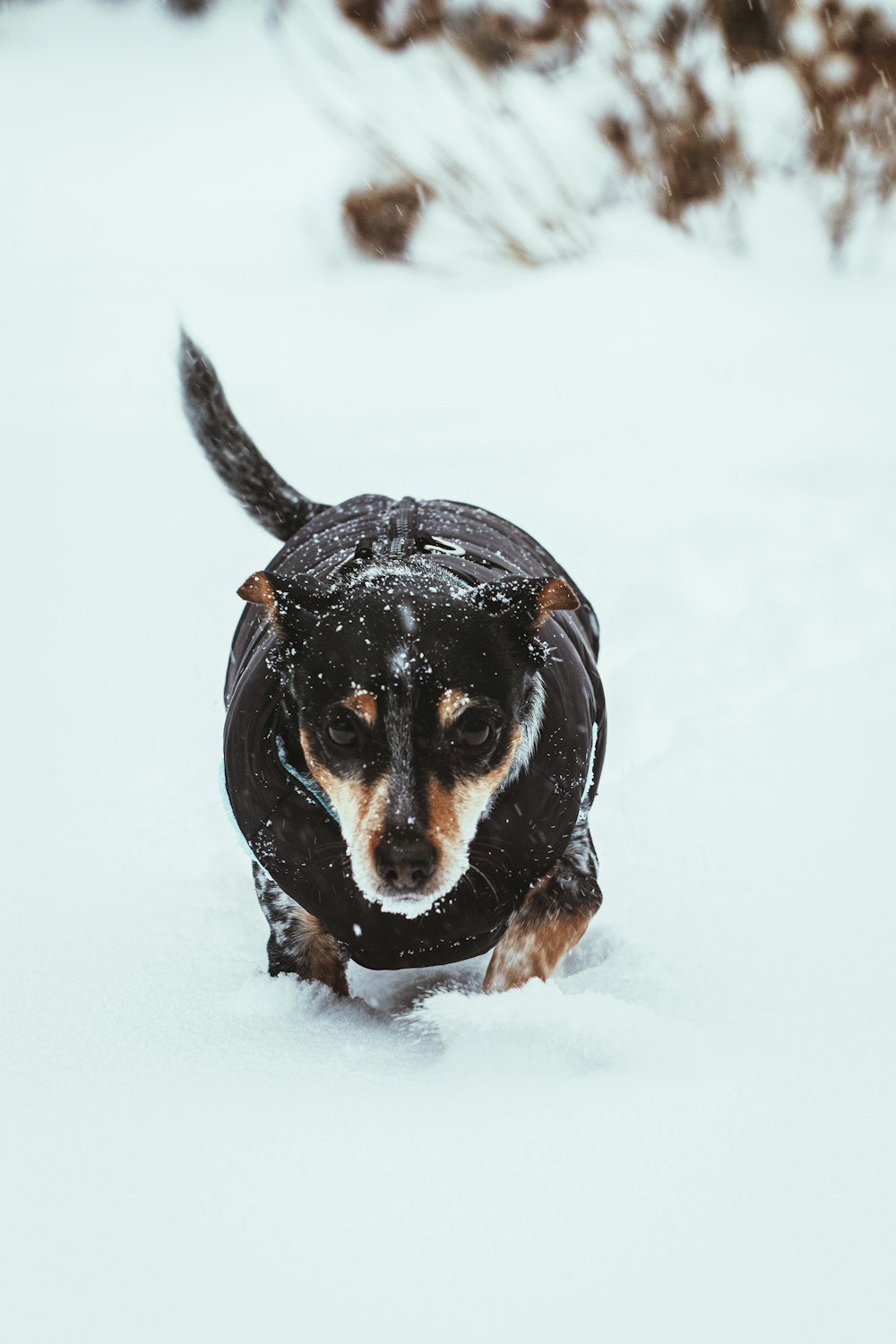 black and brown short coated dog on snow covered ground during daytime
