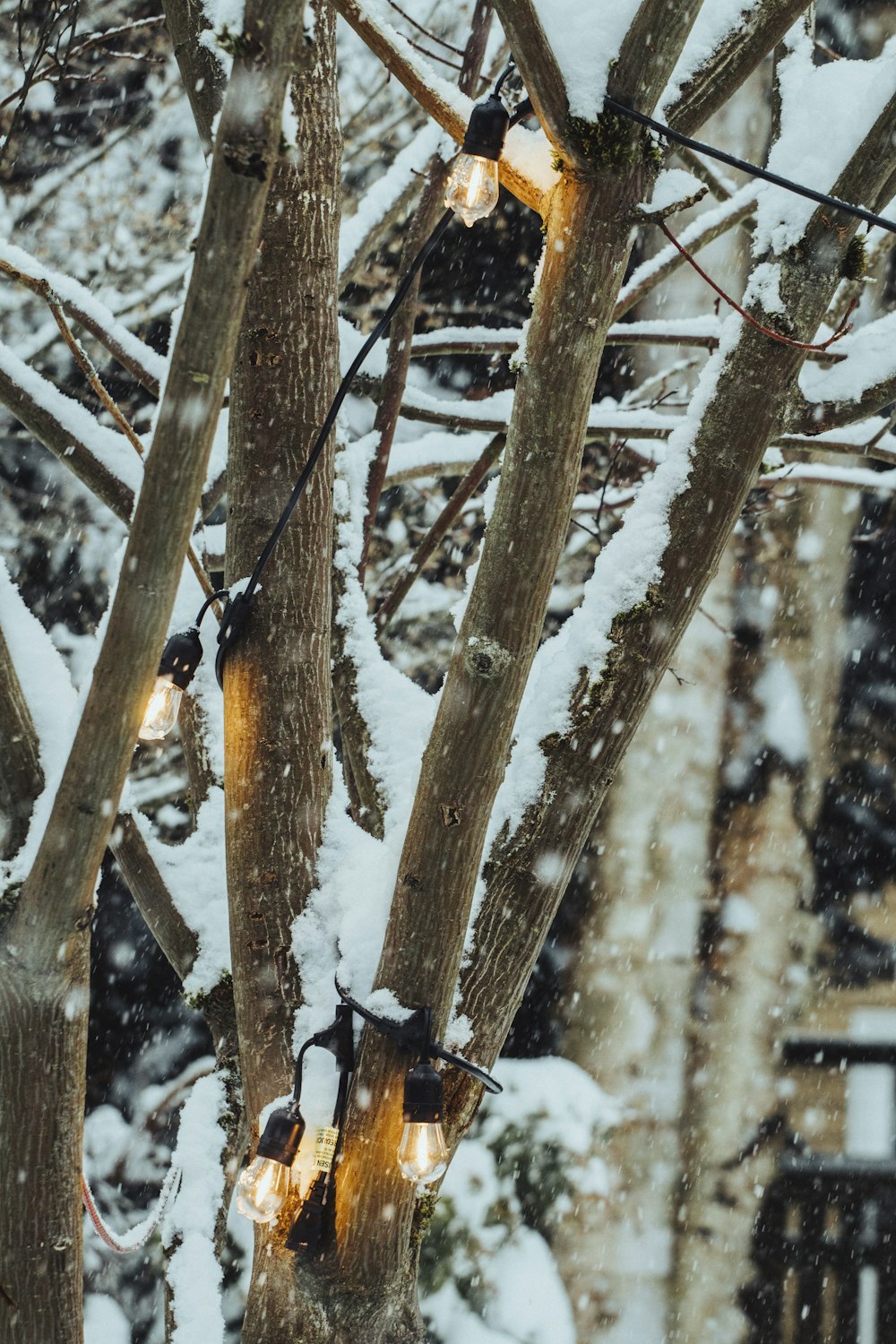 brown tree branch covered with snow