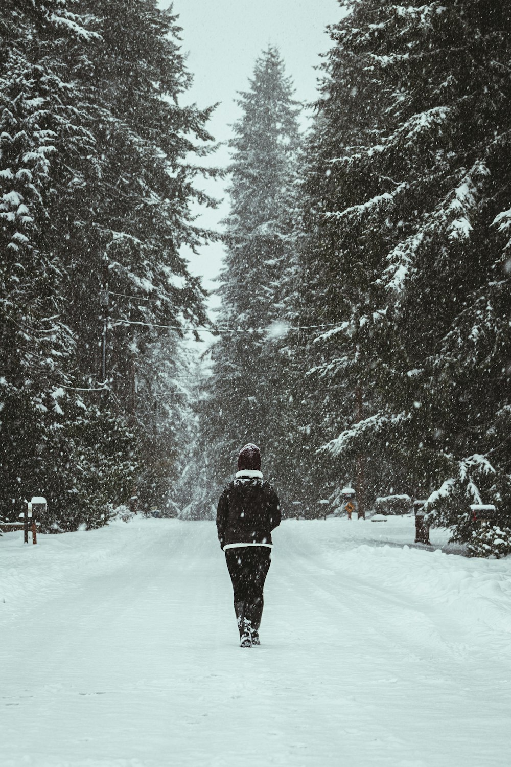 Person in schwarzer Jacke, die tagsüber auf schneebedecktem Boden in der Nähe von Bäumen geht