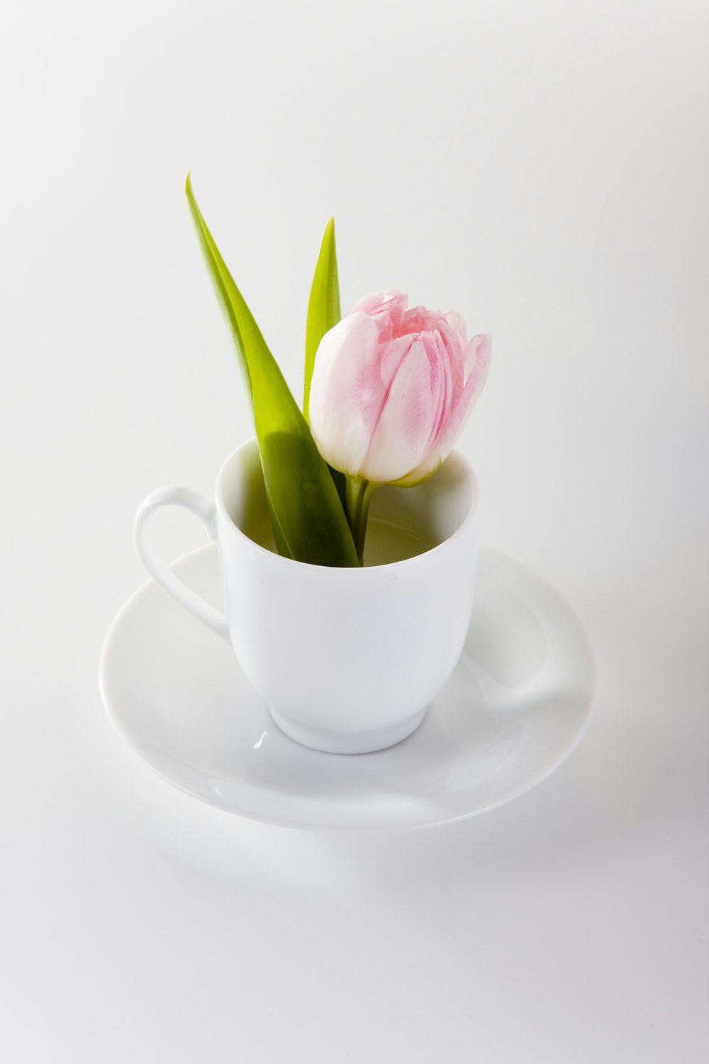Rose rose sur tasse à thé en céramique blanche