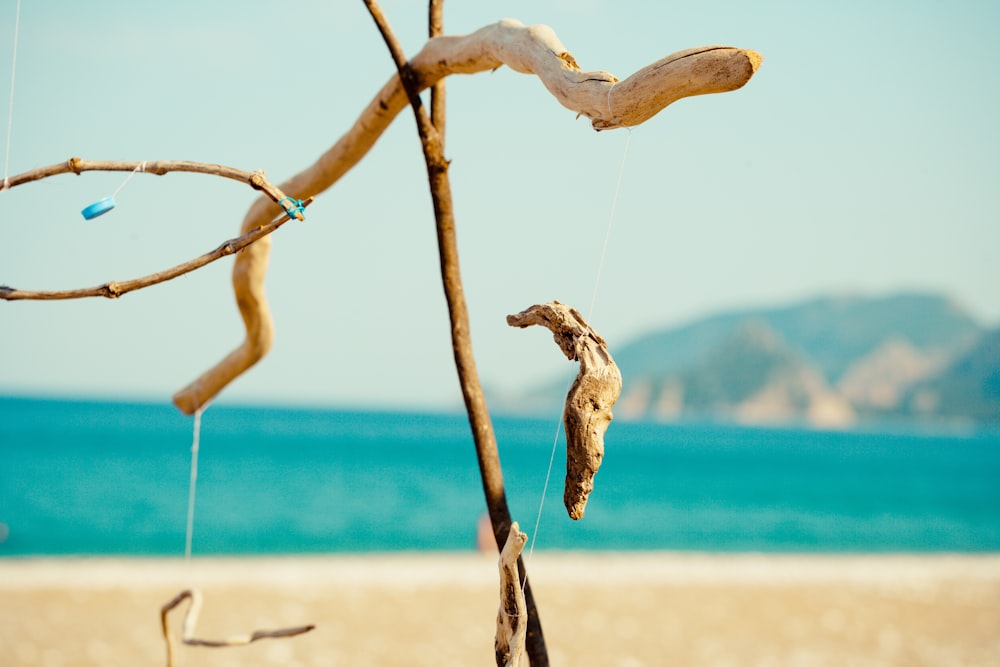 brown tree branch on beach during daytime