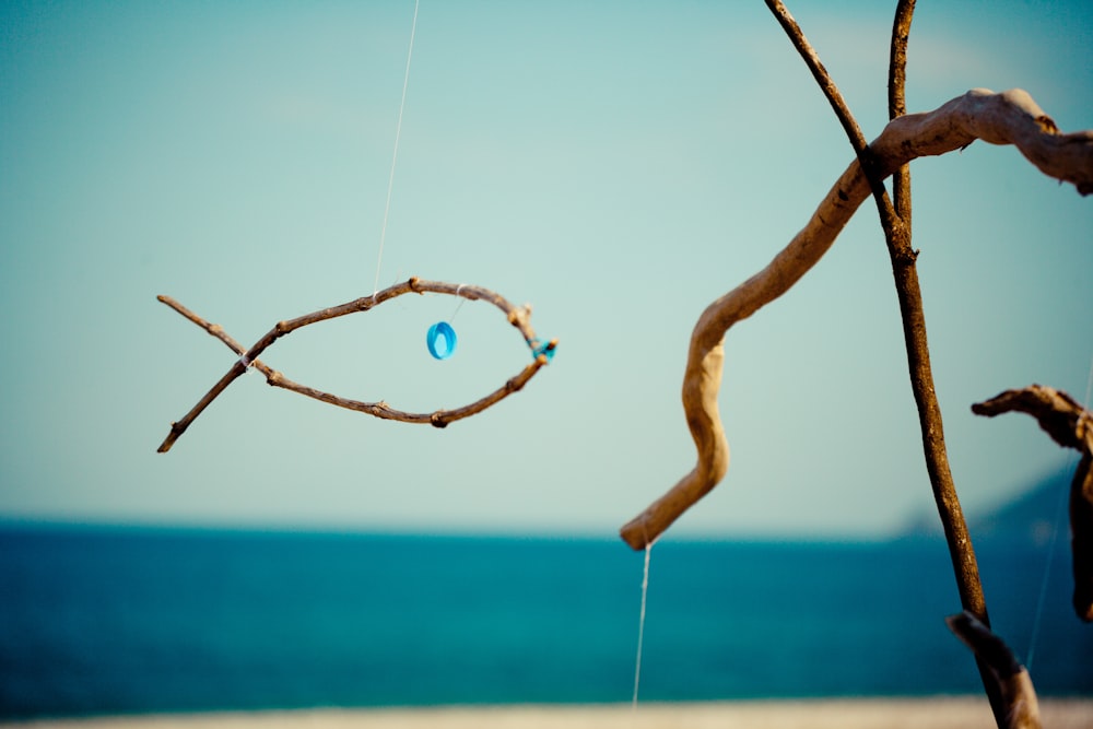 brown tree branch with blue and white water in the distance