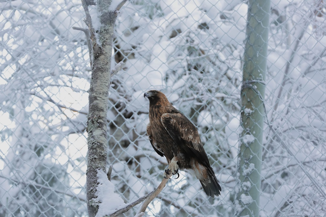 brown bird on tree branch during daytime