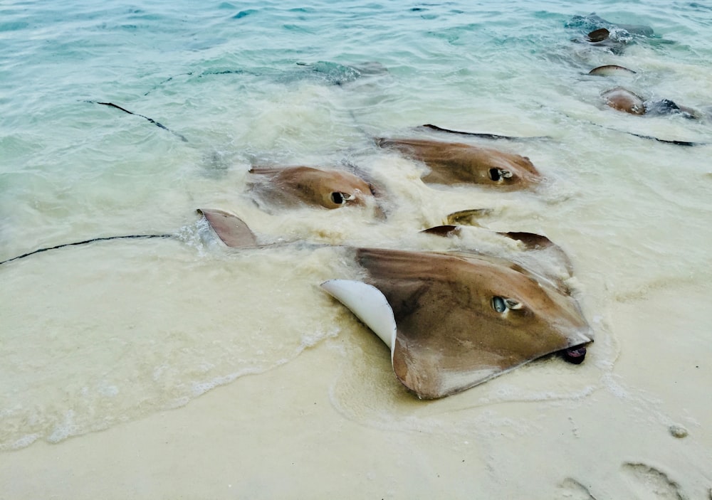 school of fish on water