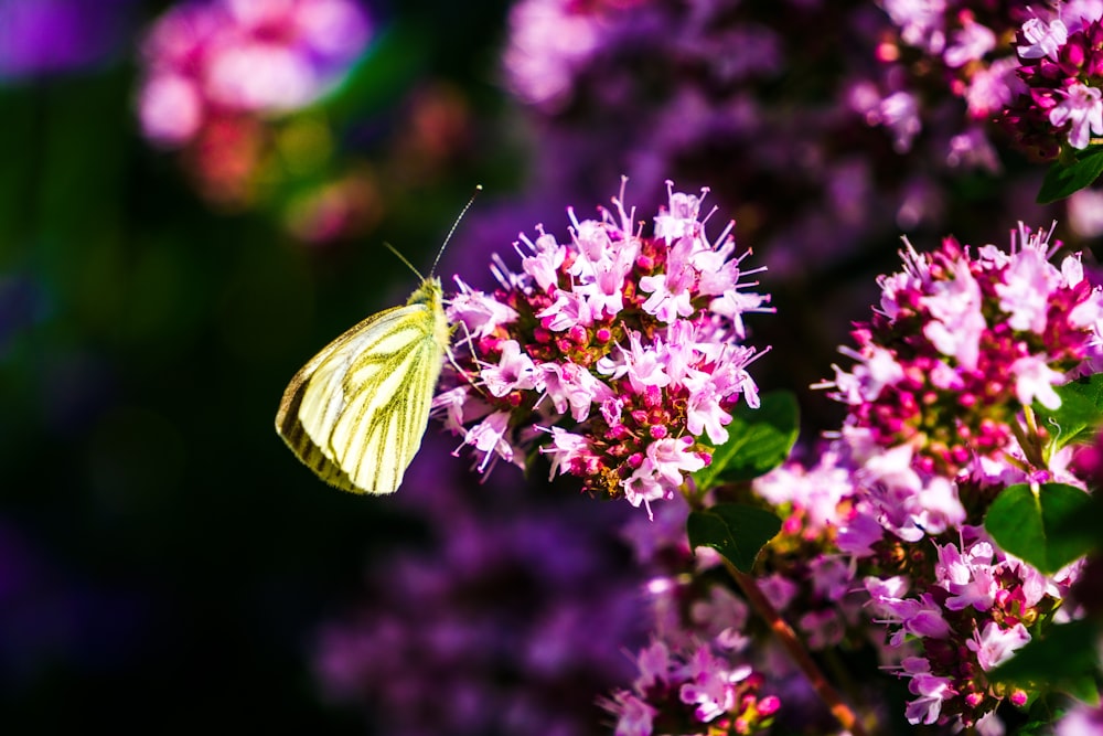a yellow butterfly sitting on top of a purple flower