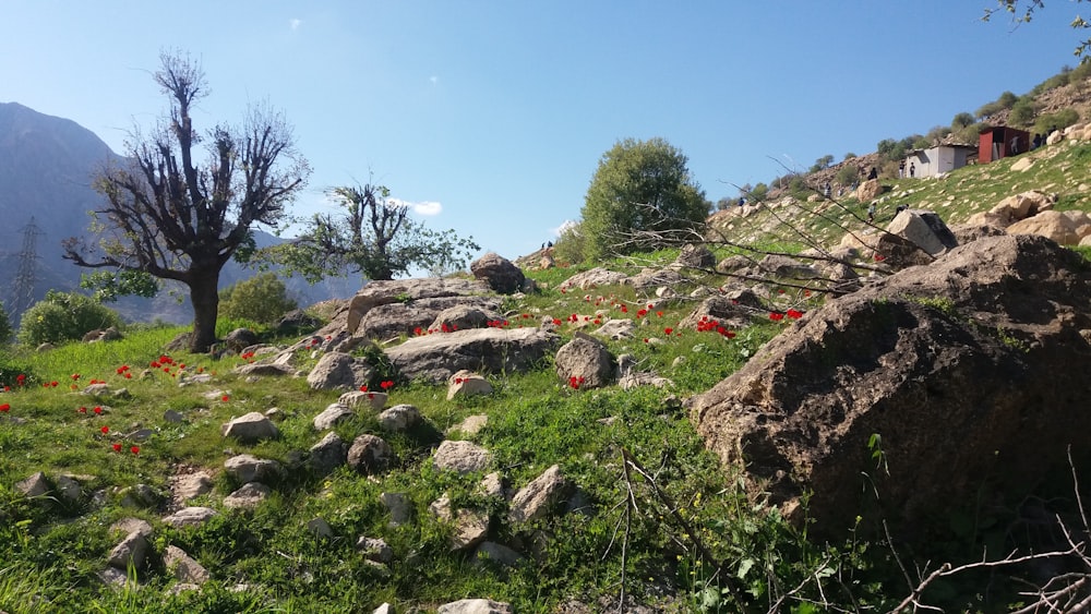 green grass on rocky ground under blue sky during daytime