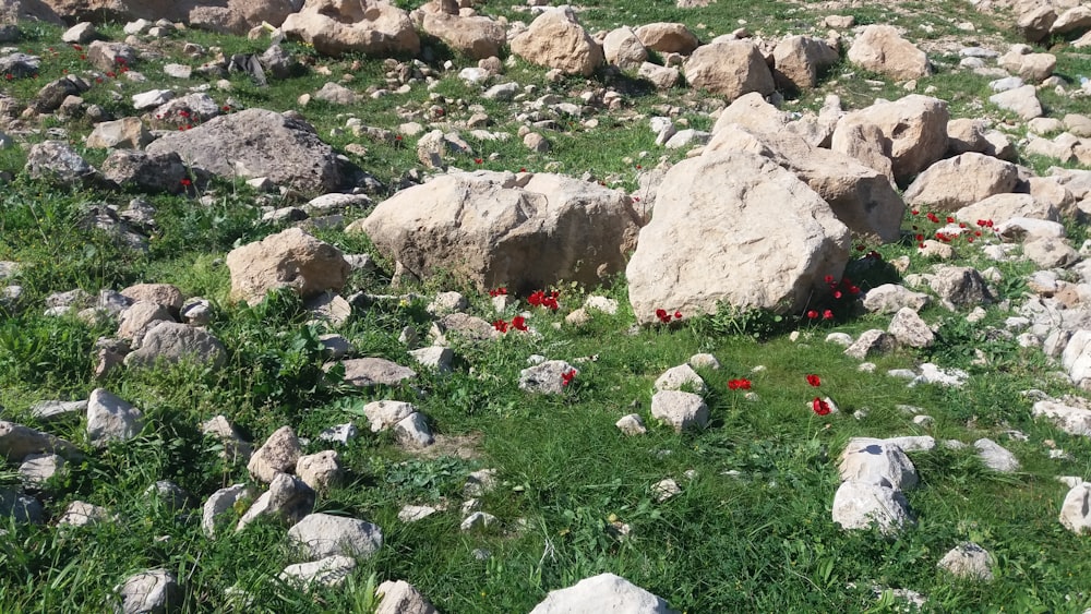 red flower on green grass field