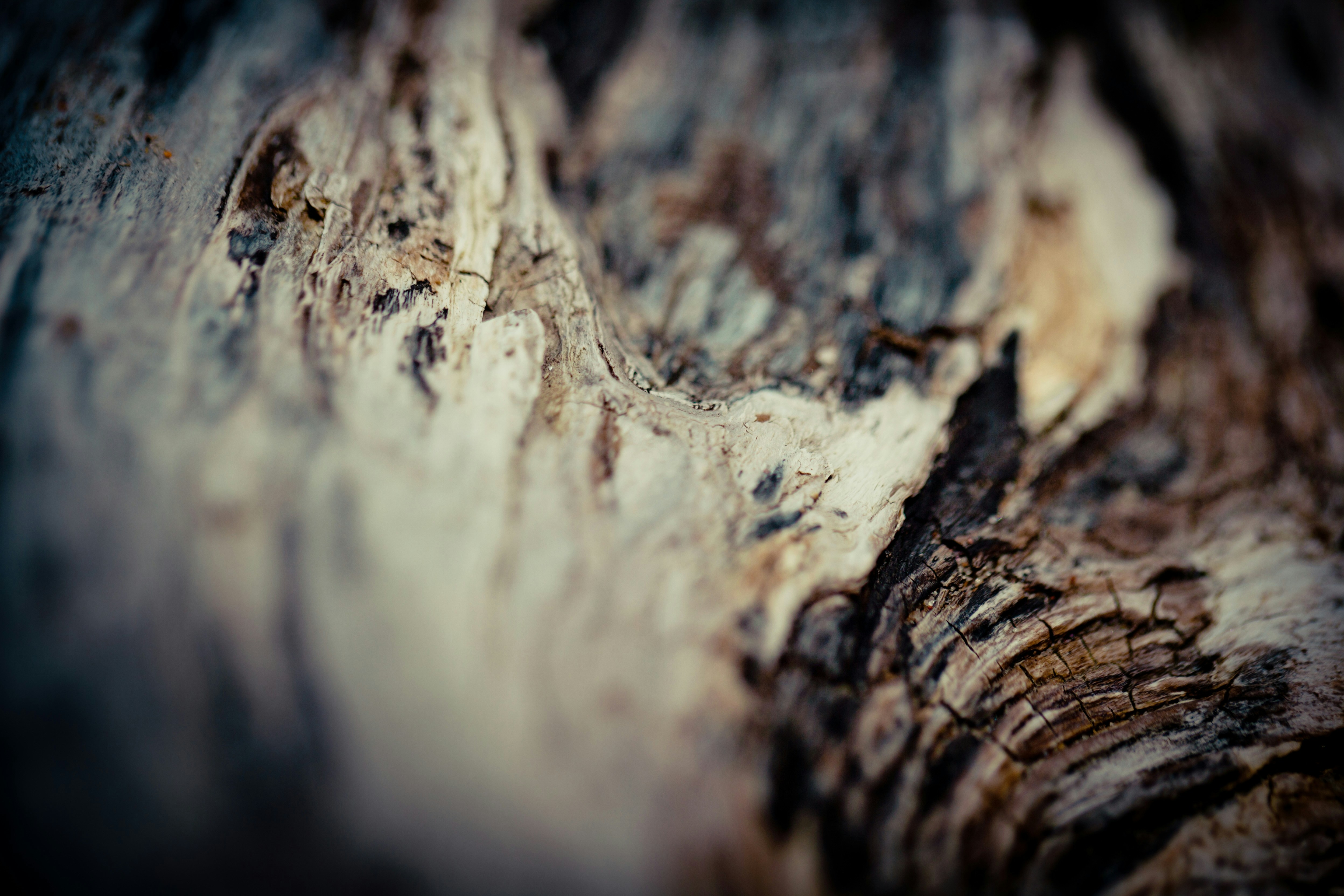 Photo by raimondklavins