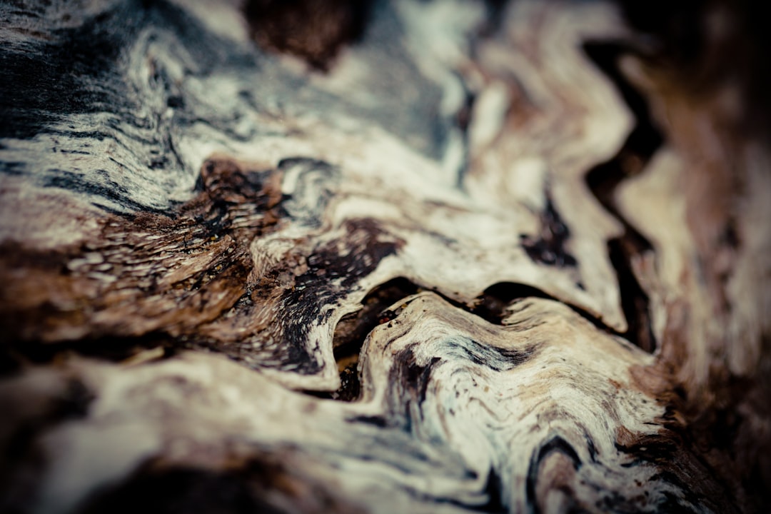 brown and white wood log