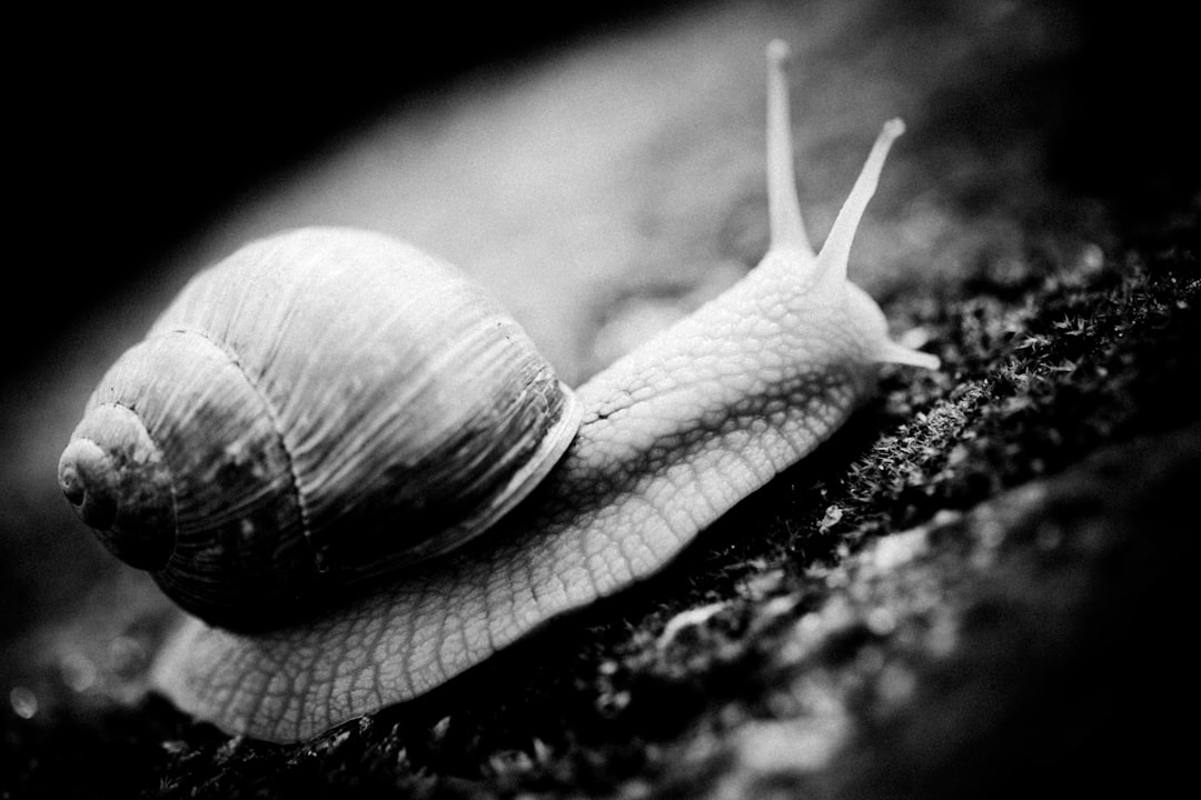 grayscale photo of snail on wood