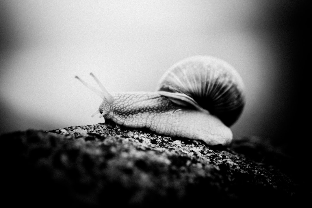 grayscale photo of snail on ground