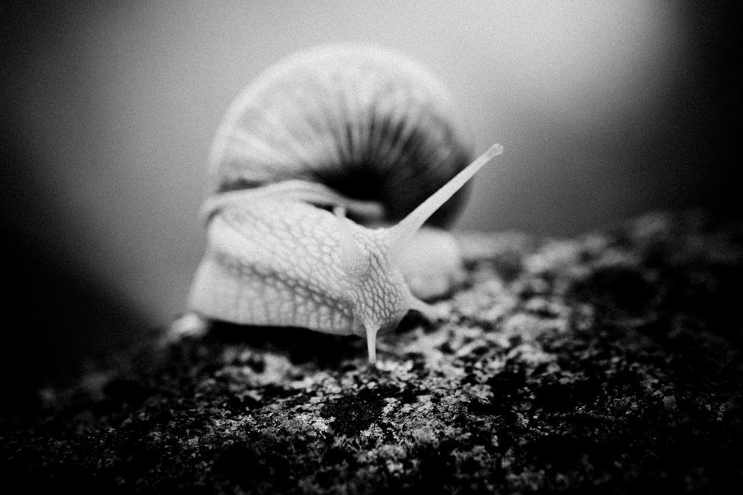 grayscale photo of snail on rock