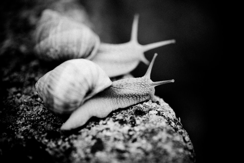 white and brown snail on gray rock