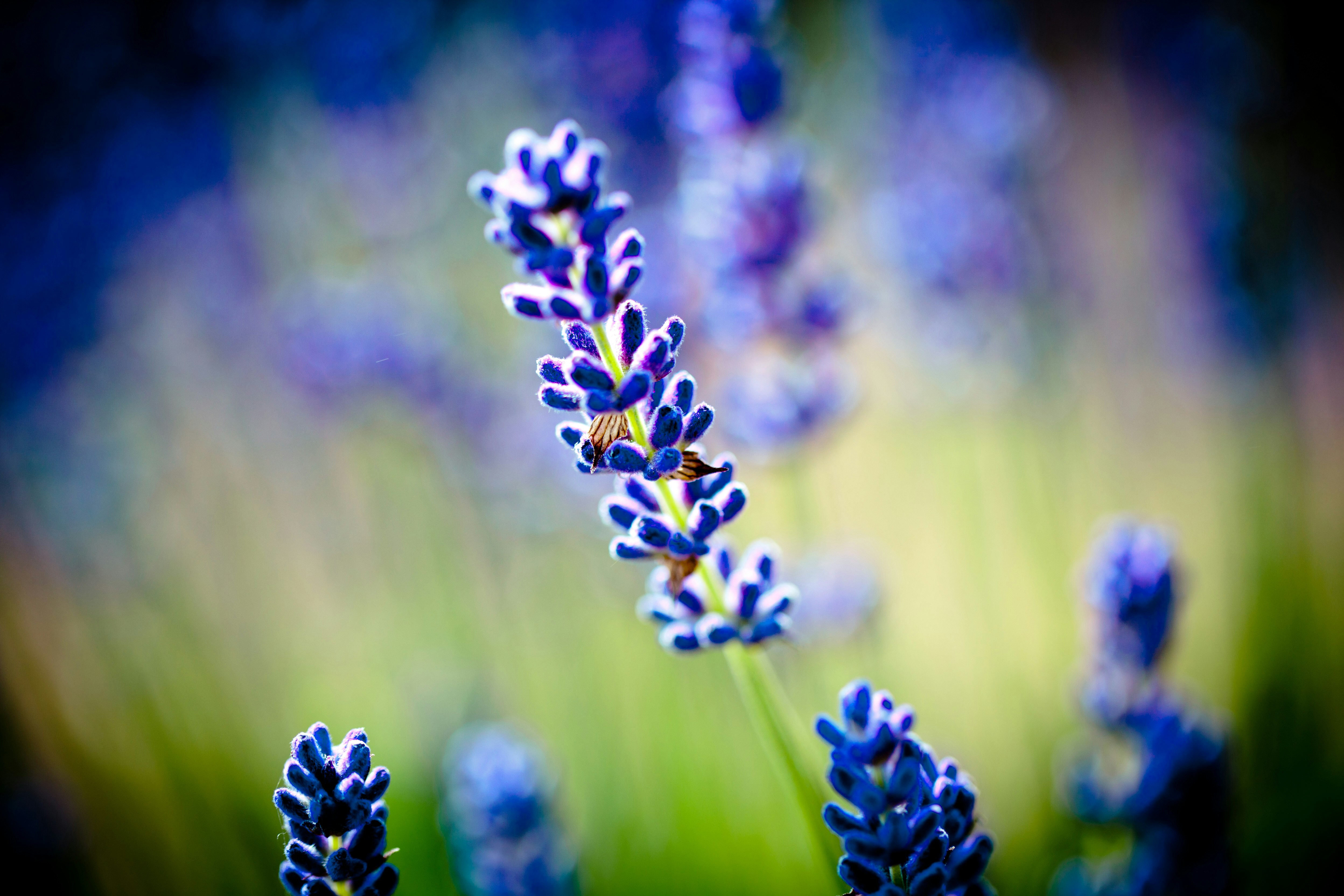 purple flower in tilt shift lens