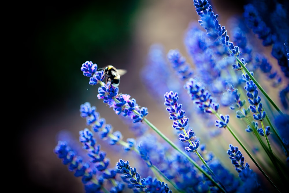 purple flower in tilt shift lens