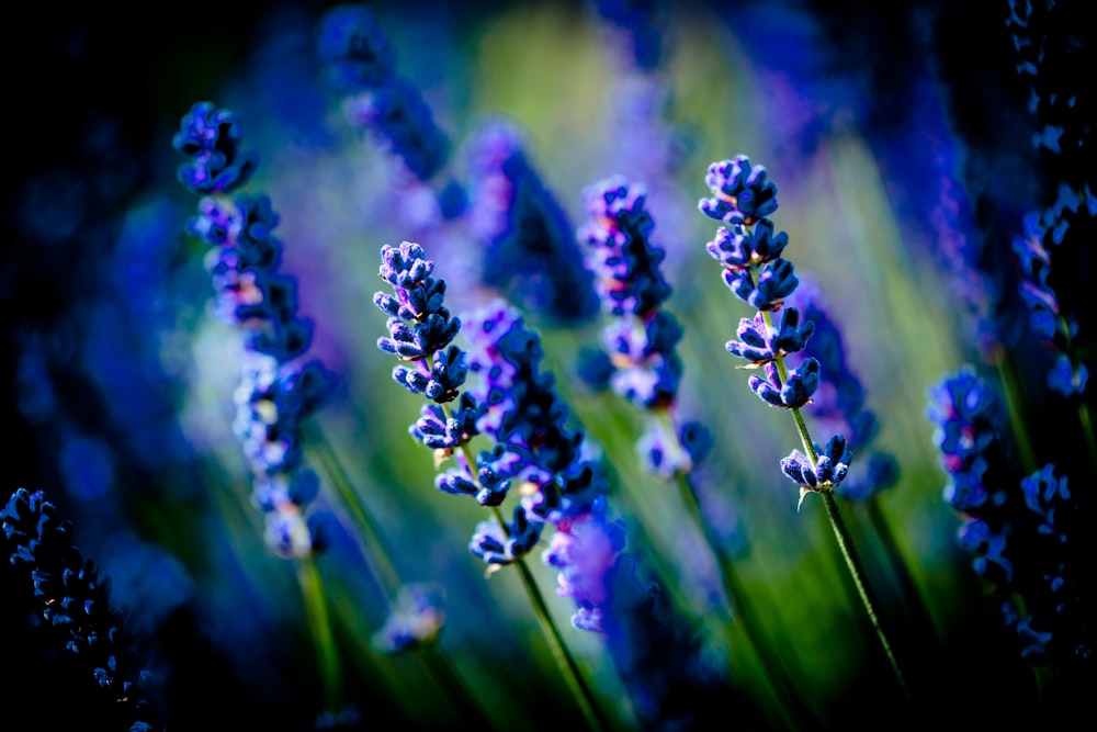 purple flower buds in tilt shift lens