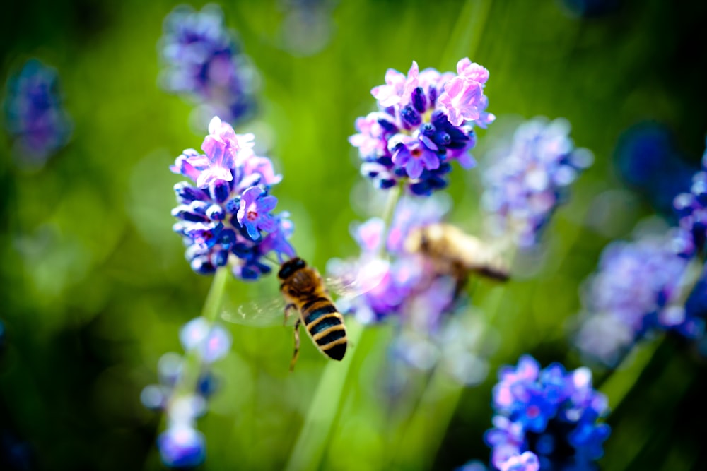 honeybee perched on purple flower in close up photography during daytime