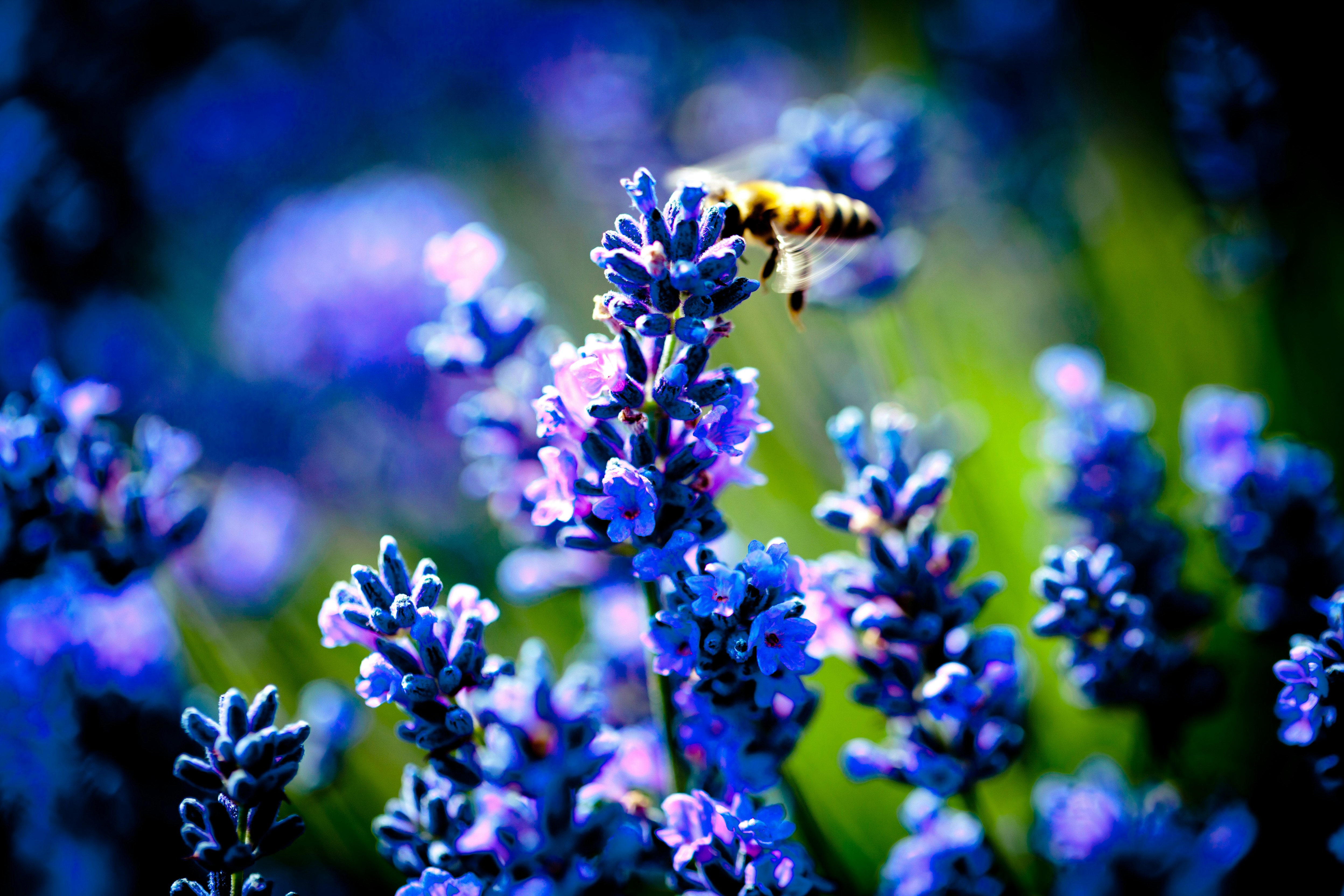 Photo by raimondklavins