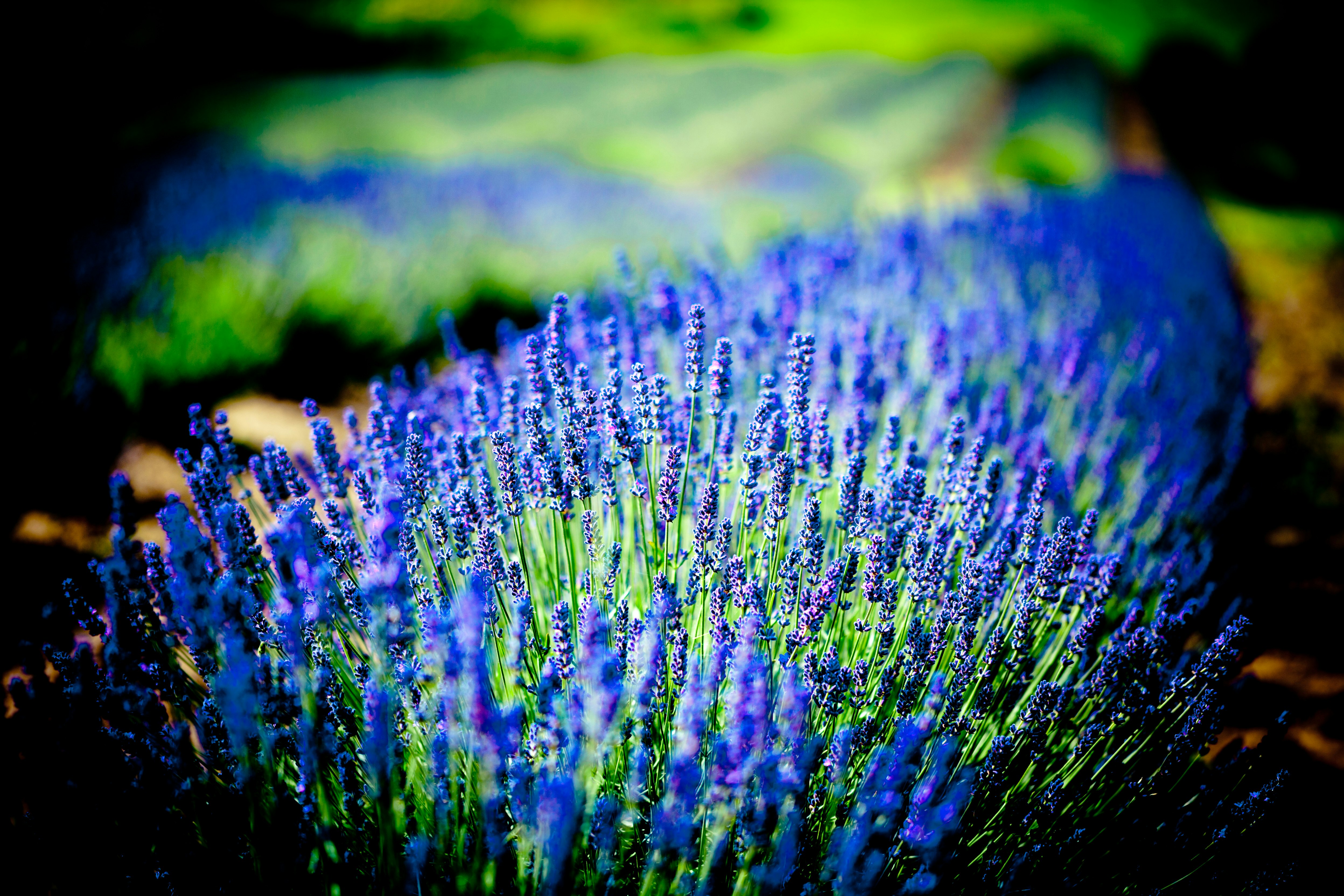 purple and green flower in close up photography