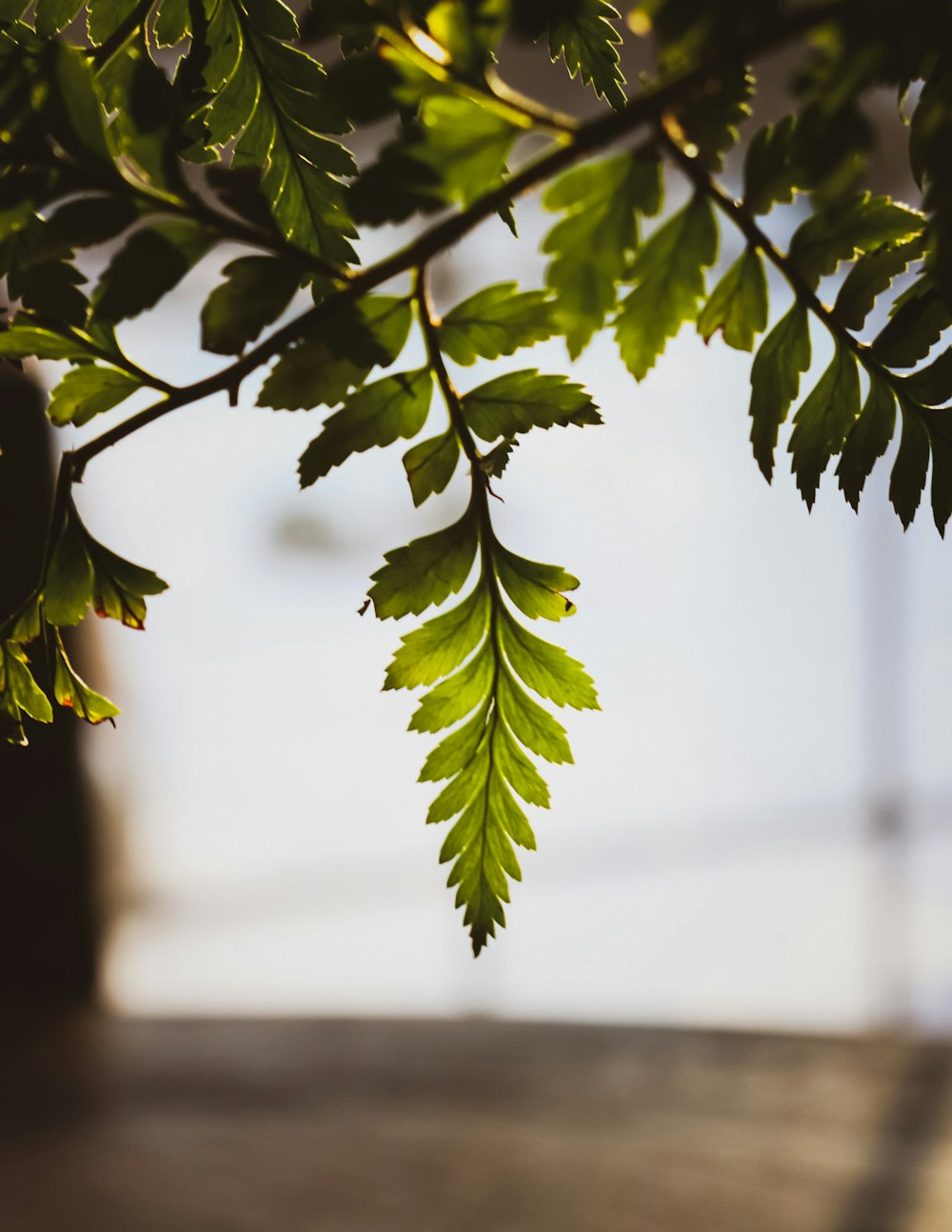 green leaves in tilt shift lens