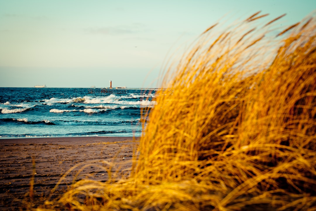 brown grass on beach during daytime