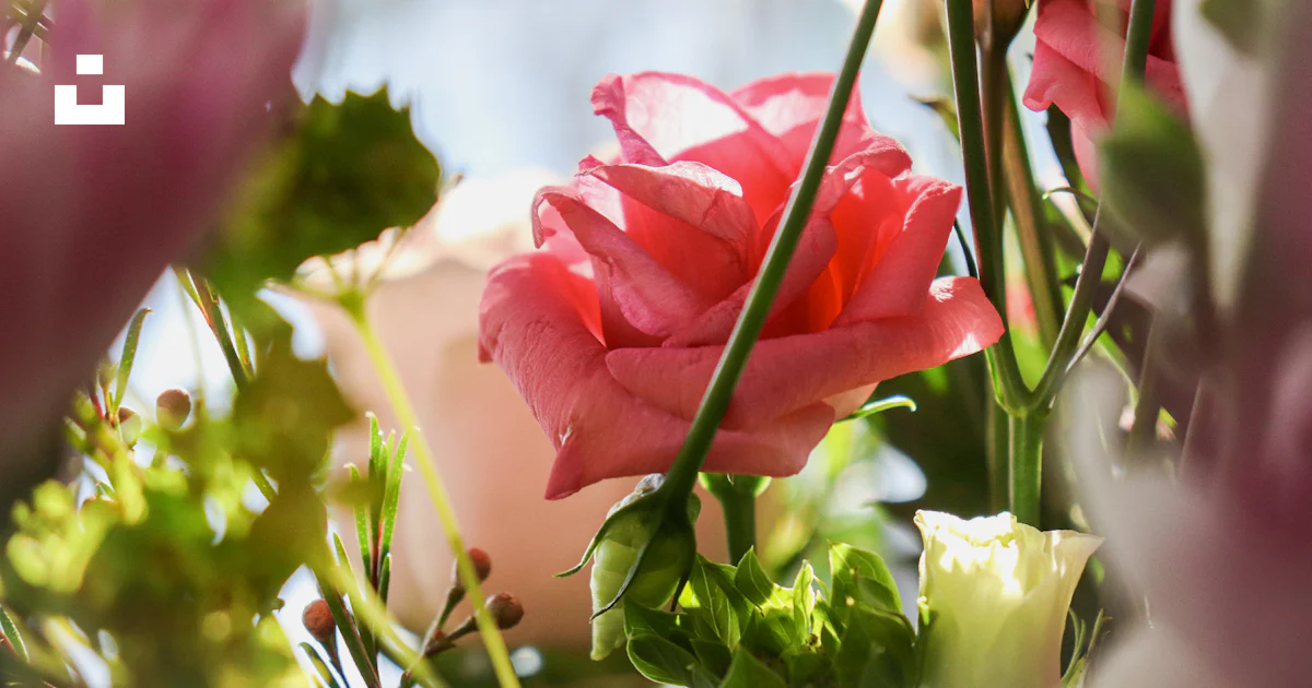 Foto Rosa rosada en flor durante el día – Imagen Flor gratis en Unsplash