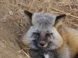 A close-up of a rescued fox resting peacefully on soft natural bedding.
