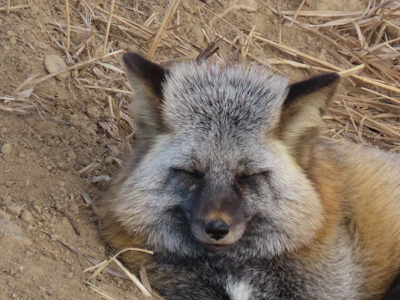 A close-up of a rescued fox resting peacefully on soft natural bedding.