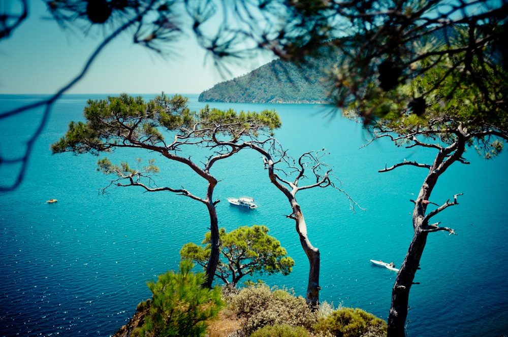 green trees near body of water during daytime