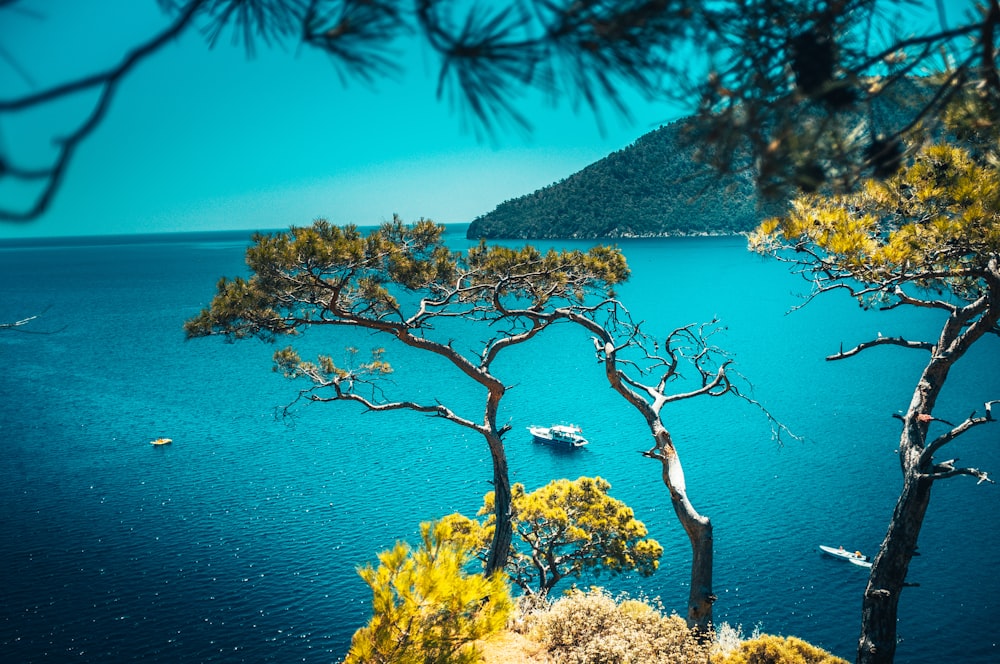 brown and green trees on island during daytime